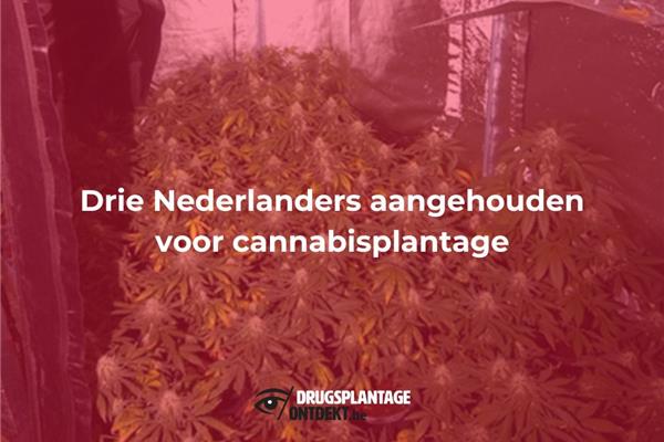 Herselt – Drie Nederlanders aangehouden voor cannabisplantage